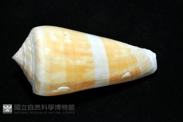 聳肩芋螺藏品圖，第4張