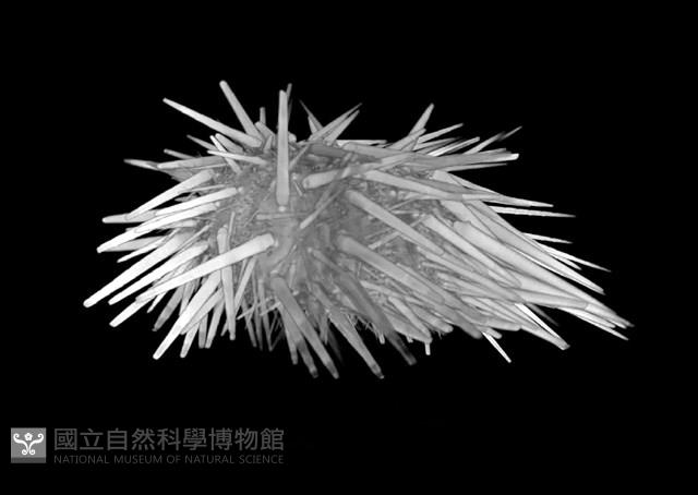 口鰓海膽藏品圖，第4張