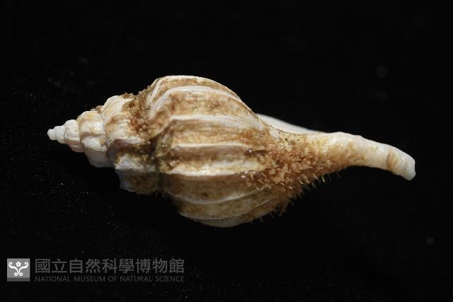 未知種峨螺藏品圖，第4張