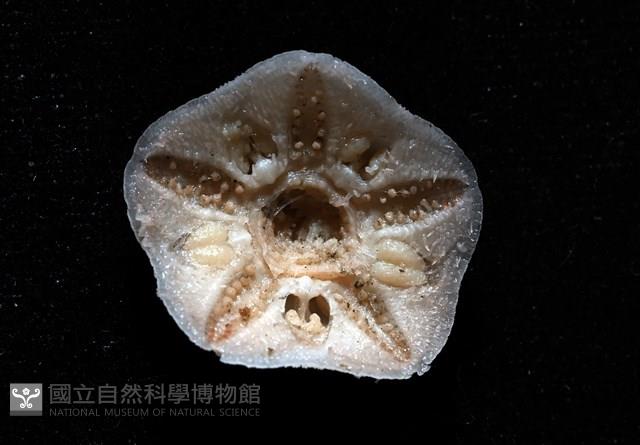 未知種開曼海星藏品圖，第4張