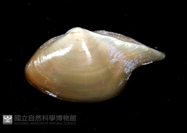 深淵馬刺蛤藏品圖，第4張