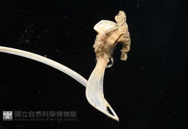 未知種鈍矢海鰓藏品圖，第4張