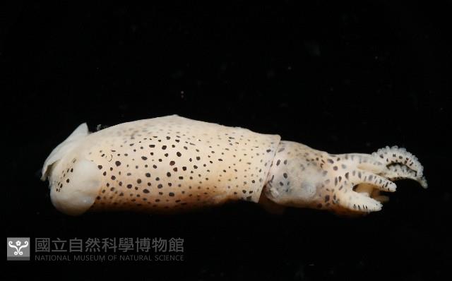 微小微鰭烏賊藏品圖，第4張