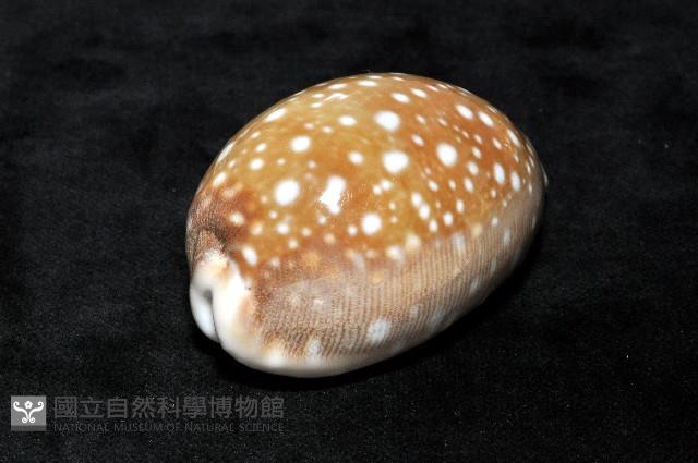 白星寶螺藏品圖，第4張