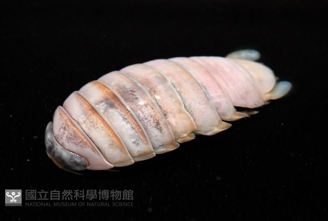 未知種紡錘水虱藏品圖，第4張