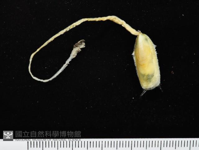 鴨嘴海豆芽藏品圖，第4張