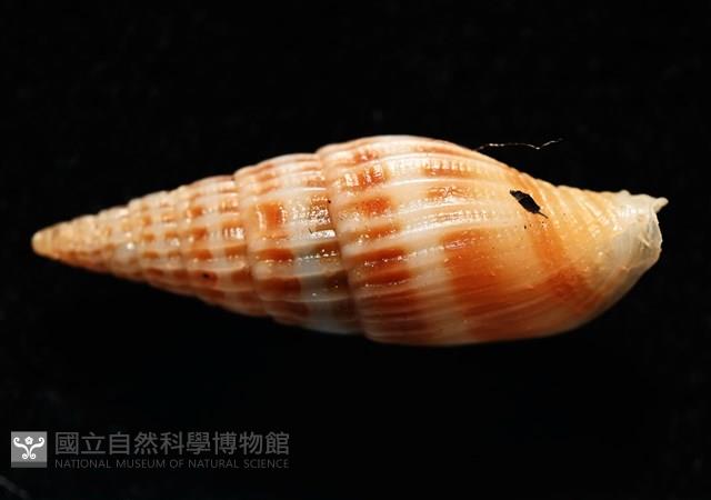 東風蛹筆螺藏品圖，第4張