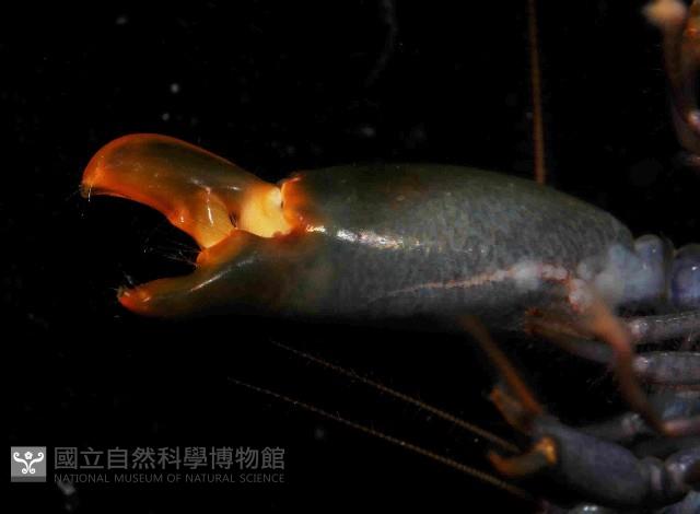 狄氏擬槍蝦藏品圖，第4張