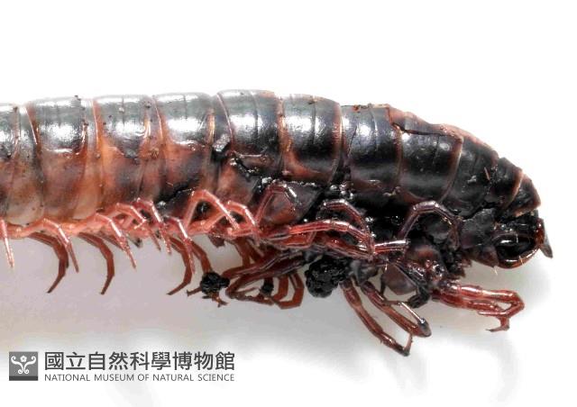 山嶺似腹馬陸(暫譯)藏品圖，第4張