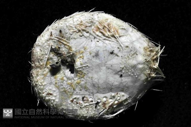 扁仙壺海膽藏品圖，第4張