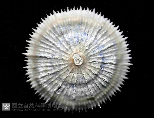 皇家冠杯珊瑚藏品圖，第4張