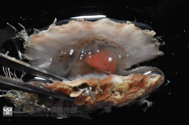臺灣海扇蛤藏品圖，第4張