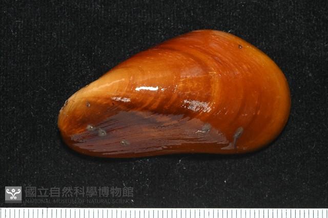 平端深海殼菜蛤藏品圖，第4張