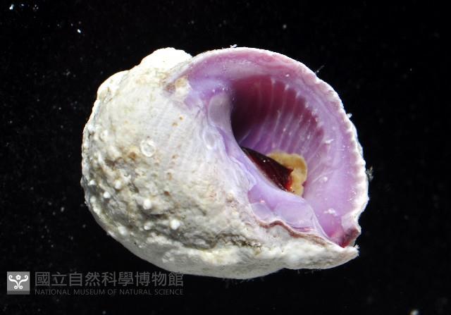 紫口珊瑚螺藏品圖，第4張