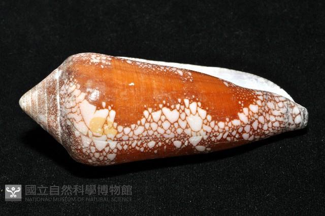 美華芋螺藏品圖，第4張