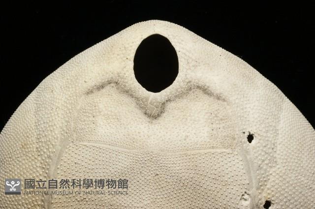 脊背壺海膽藏品圖，第4張