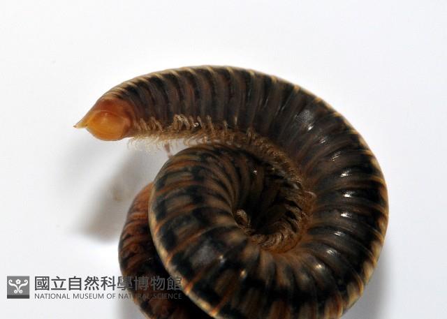 未知種姬馬陸藏品圖，第4張