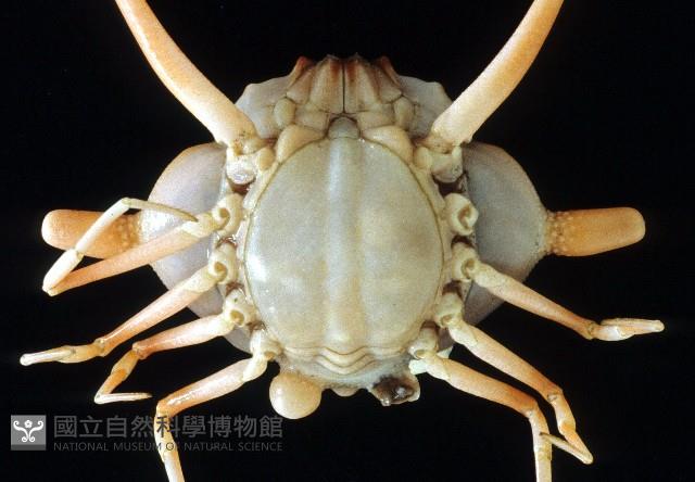 雙角轉輪蟹藏品圖，第4張