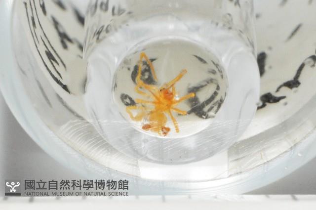 臺灣克羅蛛藏品圖，第4張