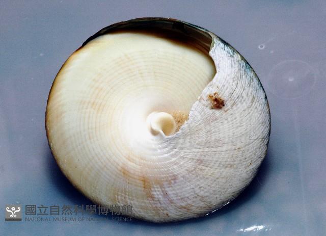 銀塔鐘螺藏品圖，第4張