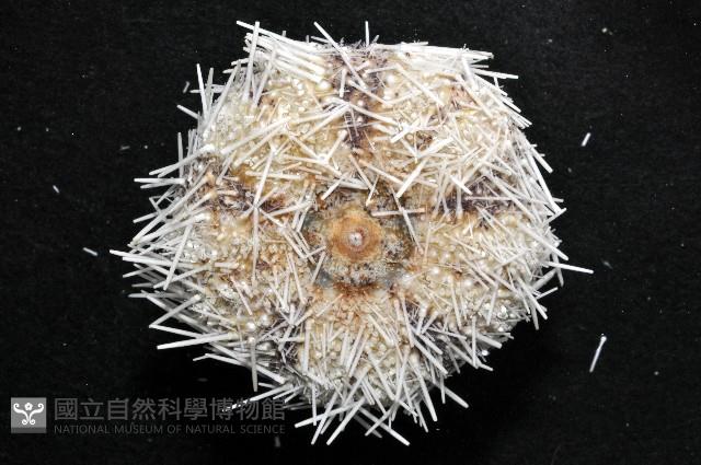 白棘三列海膽藏品圖，第4張