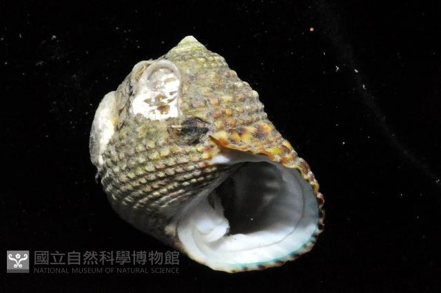 草蓆鐘螺藏品圖，第4張
