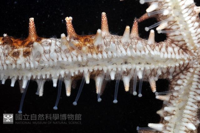 棒棘海星藏品圖，第4張