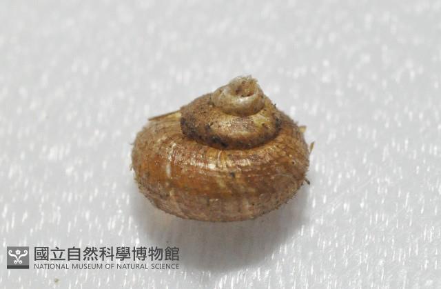 飯匙東洋蝸藏品圖，第4張