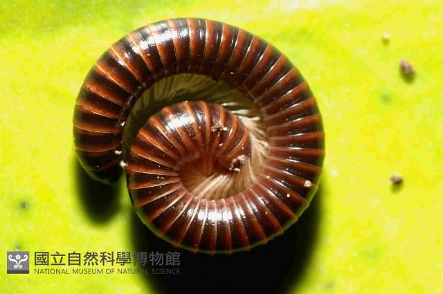 小紅黑馬陸藏品圖，第4張