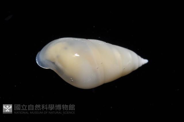 瓷螺之一種藏品圖，第4張