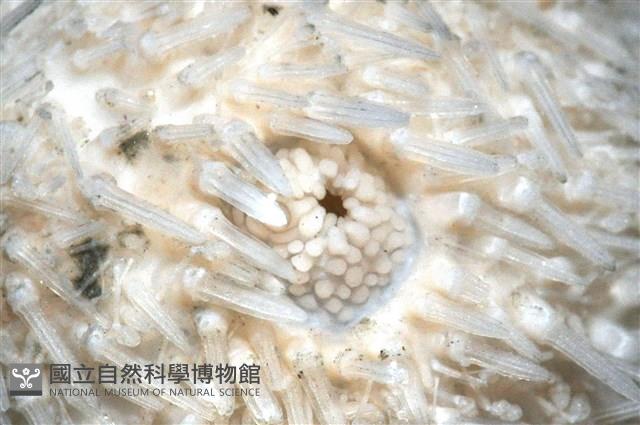 艾氏鋸海膽藏品圖，第4張
