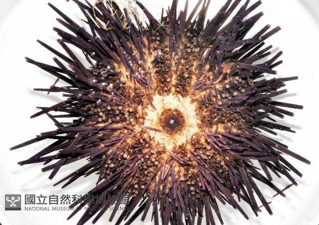 加州紅海膽藏品圖，第4張