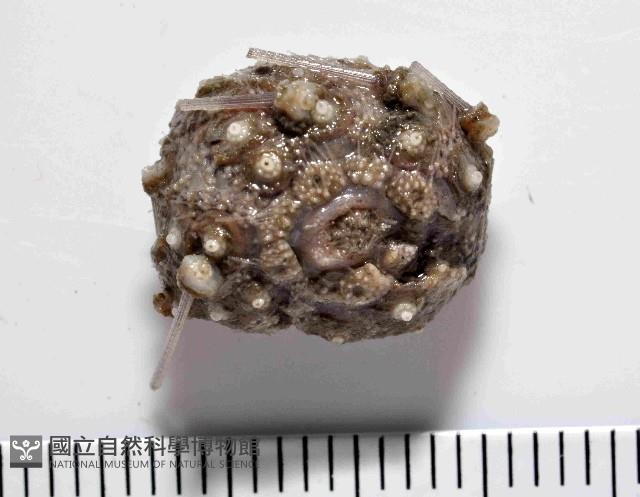 印度近冠海膽藏品圖，第4張