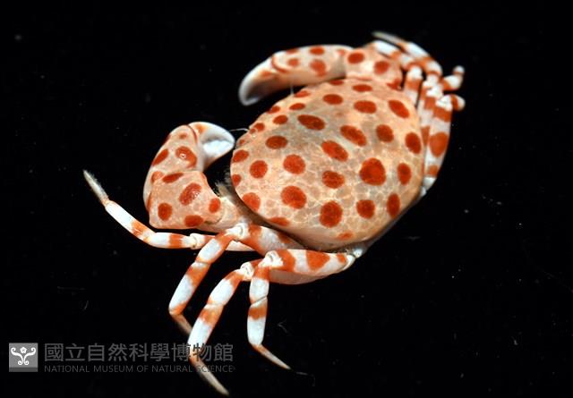 紅斑斗蟹藏品圖，第4張