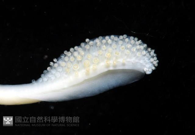 越南烏賊藏品圖，第4張