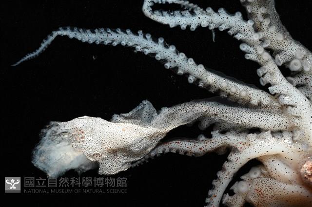 闊船蛸藏品圖，第4張