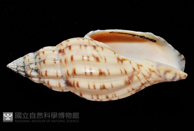 扁肋渦螺藏品圖，第4張