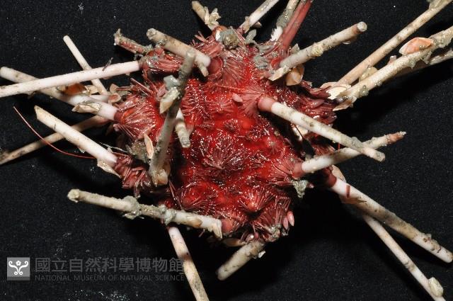變異組頭帕藏品圖，第4張