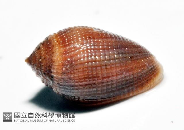 顆粒尖耳螺藏品圖，第4張