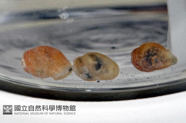 礁溪粟螺藏品圖，第4張