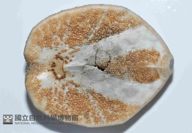 大脆心形海膽藏品圖，第4張