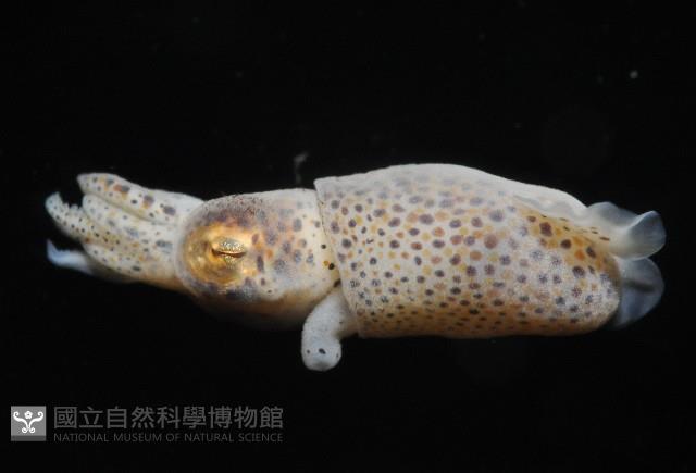 未知種微鰭烏賊藏品圖，第4張
