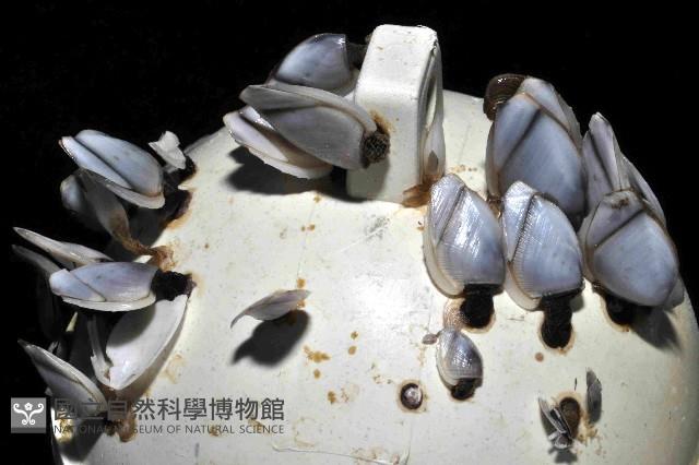 鵝茗荷藏品圖，第4張