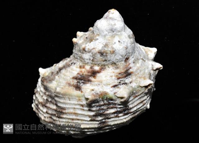金口蠑螺藏品圖，第4張