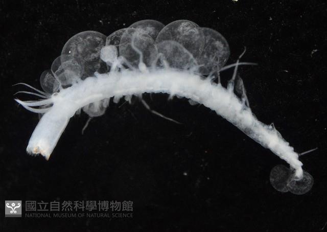 未知種多鱗蟲藏品圖，第4張