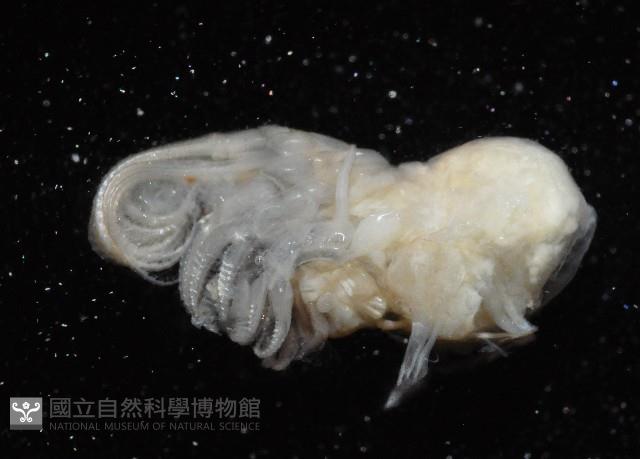 紋藤壺藏品圖，第4張
