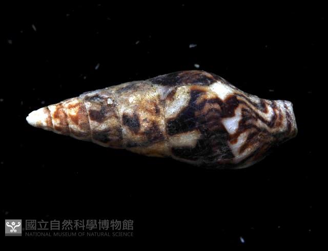 似長麥螺(馬登氏麥螺)藏品圖，第4張