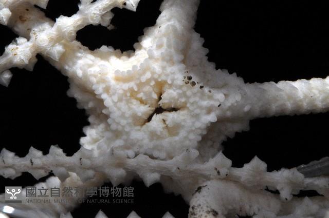 刺斑星叢蛇尾藏品圖，第4張