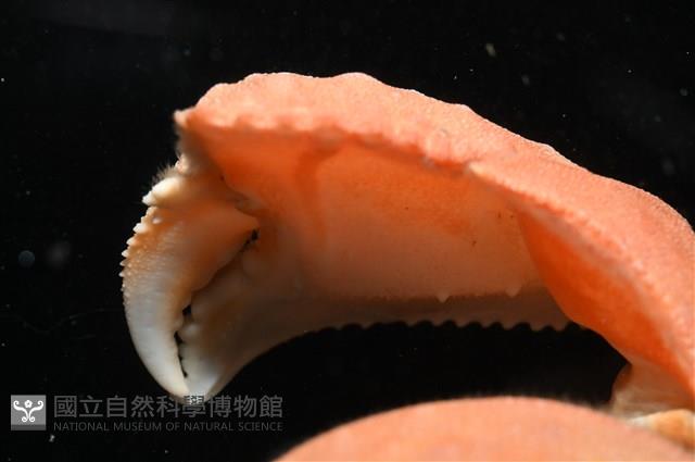 米氏擬圓殼蟹藏品圖，第4張