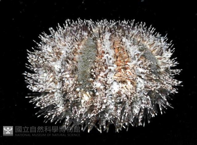 高腰海膽藏品圖，第4張